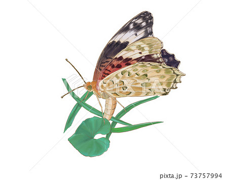 産卵するツマグロヒョウモン 73757994