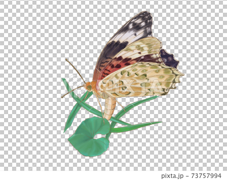 Spawning Indian Fritillary 73757994