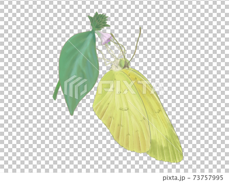 Eurema procumbens sucking nectar 73757995