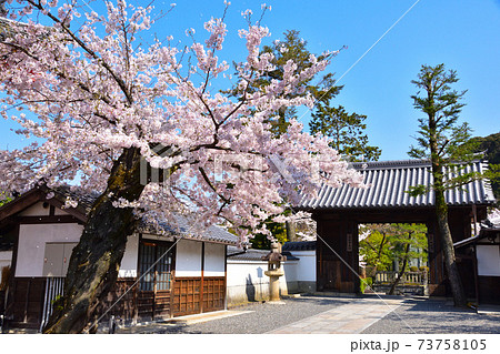 春 清水寺 春 清水寺 73758105