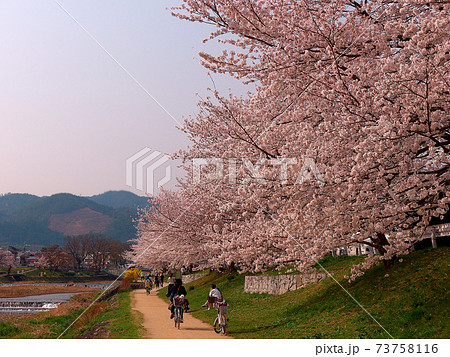 五山送り火 舟形 火床と賀茂川の満開の桜と多くの人たちの写真素材