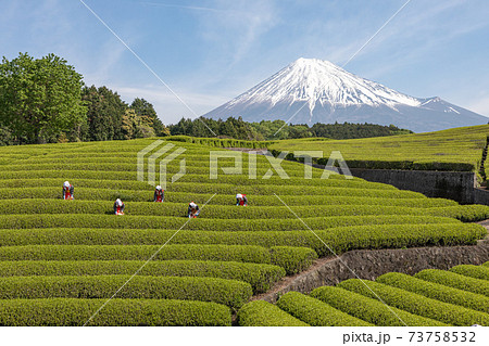 おおぶちお茶まつり 73758532