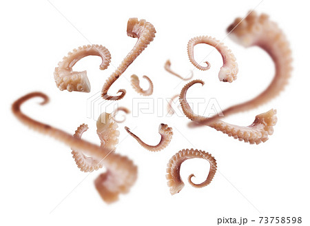 Squid tentacles levitate on a white background Squid tentacles levitate on a white background 73758598
