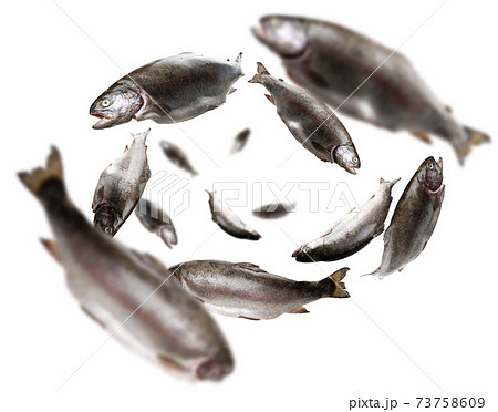 Rainbow trout levitate on a white background 73758609