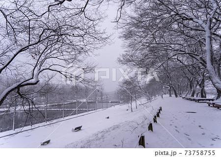 雪景色 木 冬 73758755