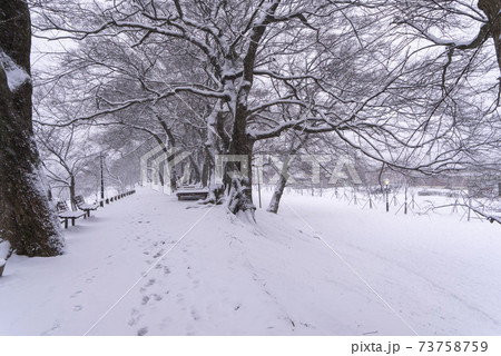 雪景色 木 冬 73758759