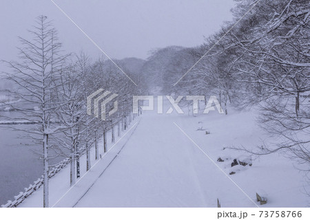 雪景色 木 冬 73758766