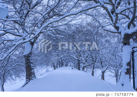 雪景色 木 冬 73758774