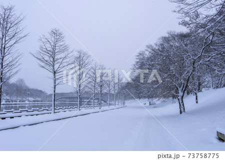 雪景色 木 冬 73758775