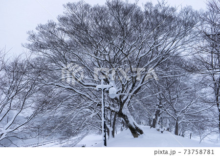 雪景色 木 冬 73758781