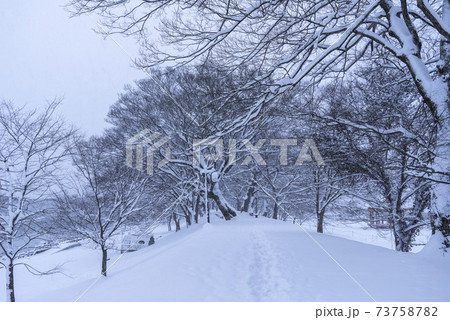 雪景色 木 冬 73758782