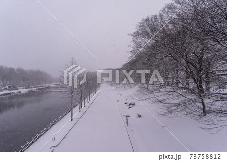 雪景色 木 冬 73758812