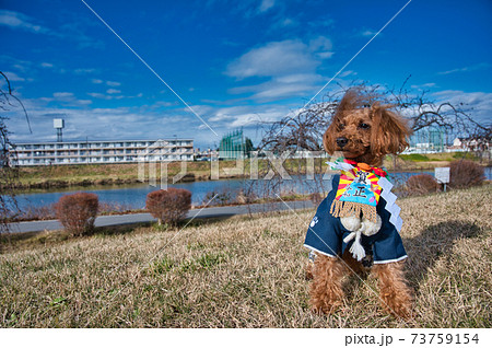 年賀用　トイプードルのお正月 73759154