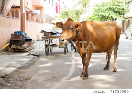 インド風景_道端の牛 インド風景_道端の牛 73759500