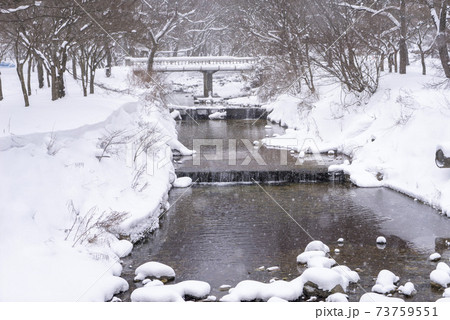 木 冬 季節 73759551