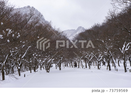 木 冬 季節 73759569