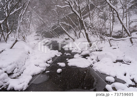 木 冬 季節 73759605
