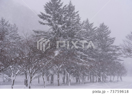 木 冬 季節 73759618