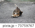 ヨガをするネコ 73759767