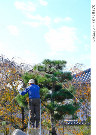 奈良の古寺での剪定作業 73759870