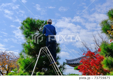 奈良の古寺での剪定作業 73759875