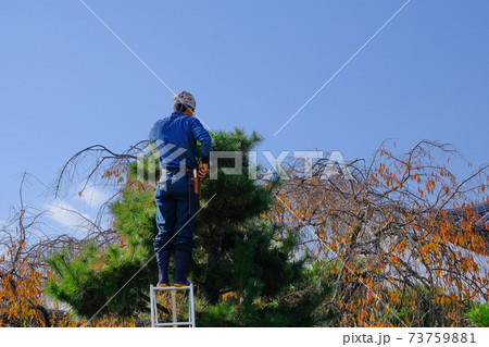 奈良の古寺での剪定作業 奈良の古寺での剪定作業 73759881