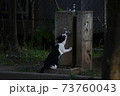 ラッパ飲みするネコ 73760043