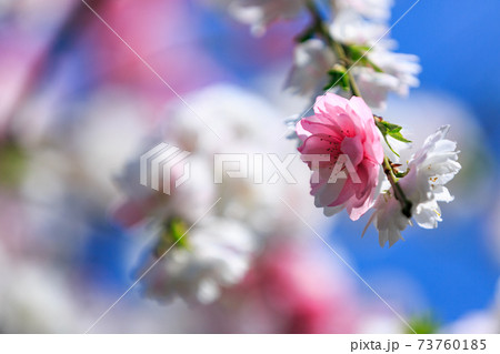 花桃と青空 73760185