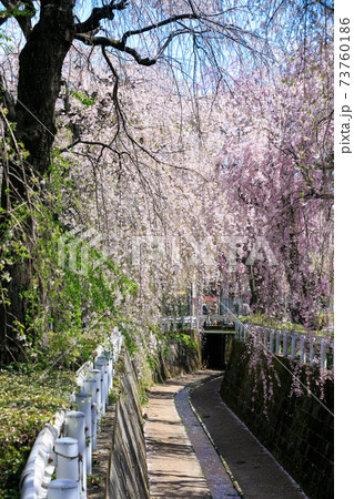 所沢市小手指町　砂川堀の枝垂れ桜 73760186