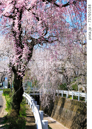 所沢市小手指町　砂川堀の枝垂れ桜 73760188