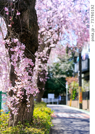 所沢市小手指町　砂川堀の枝垂れ桜 73760192