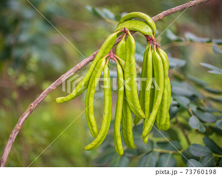 Carob beans over the tree with blurred background 73760198