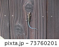 壁に張り付くトカゲ 73760201