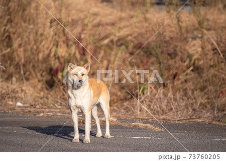 待つ犬 待つ犬 73760205