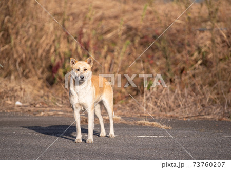 待つ犬 待つ犬 73760207