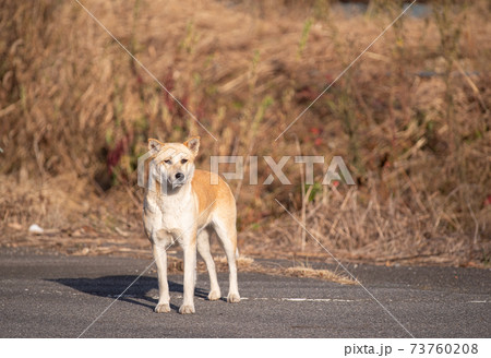 待つ犬 待つ犬 73760208
