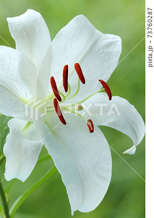 カサブランカ 白色の大輪の花 ユリ 自然背景の写真素材