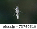 ガラス越しのバッタのおなか 73760610