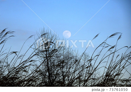 青い空にススキのシルエットと月の写真素材