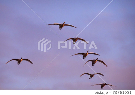 夕陽を浴びて飛ぶハクチョウの群れ 夕陽を浴びて飛ぶハクチョウの群れ 73761051