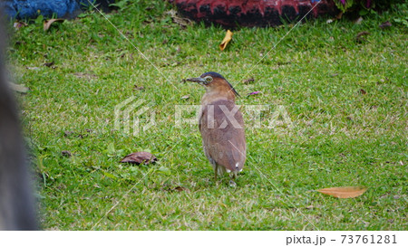 ミゾゴイが散歩 73761281