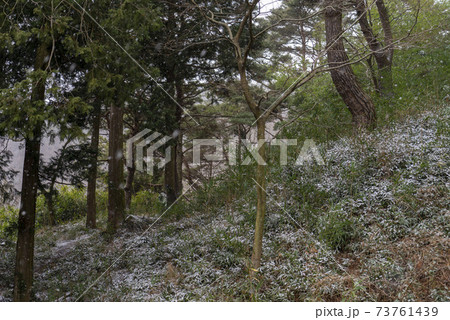 冬 雪景色 木 73761439