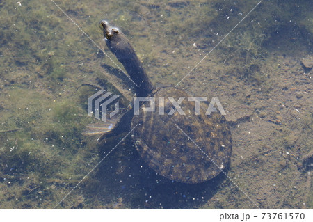 水から顔を上げて息をするニホンスッポンの写真素材