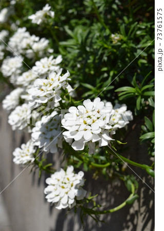 イベリス 73761575