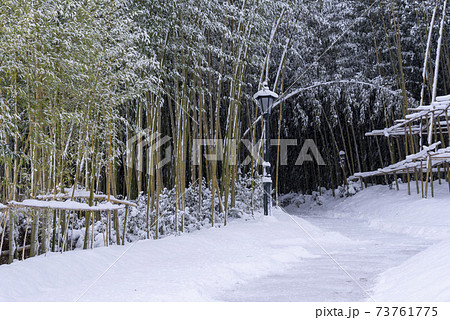 森 雪景色 竹 73761775
