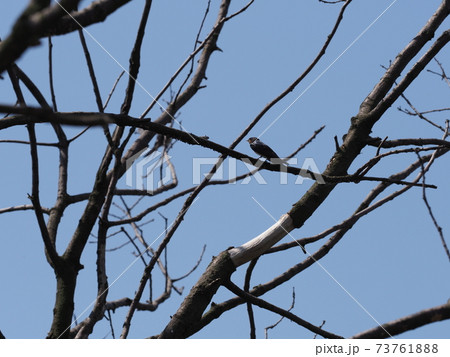 One swallow sits on tree in Goczalkowice in Poland One swallow sits on tree in Goczalkowice in Poland 73761888
