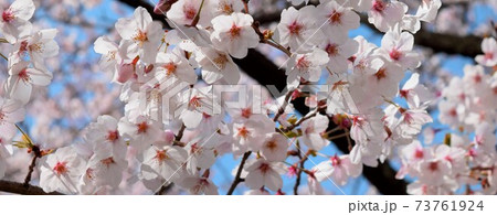 満開の桜と青空 日本の美しい春の風景の写真素材