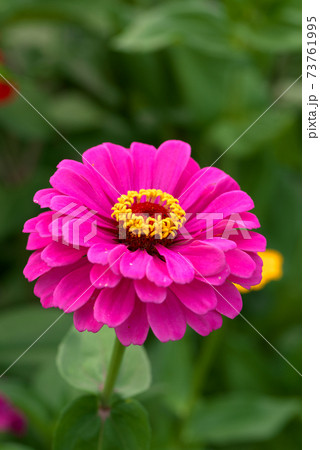 ピンクのジニア 73761995