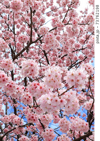 桜満開　サクラ　さくら 73762198