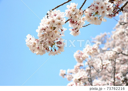 桜満開 サクラ さくら 桜満開 サクラ さくら 73762216